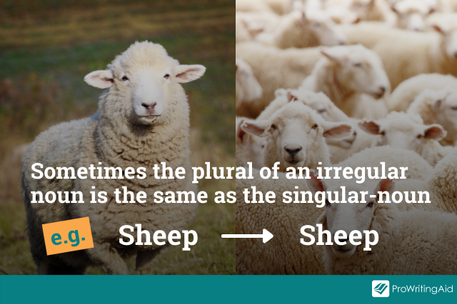 example: sheep stays as sheep